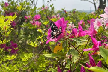 つつじとアゲハチョウ