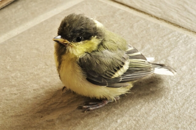 シジュウカラのヒナ